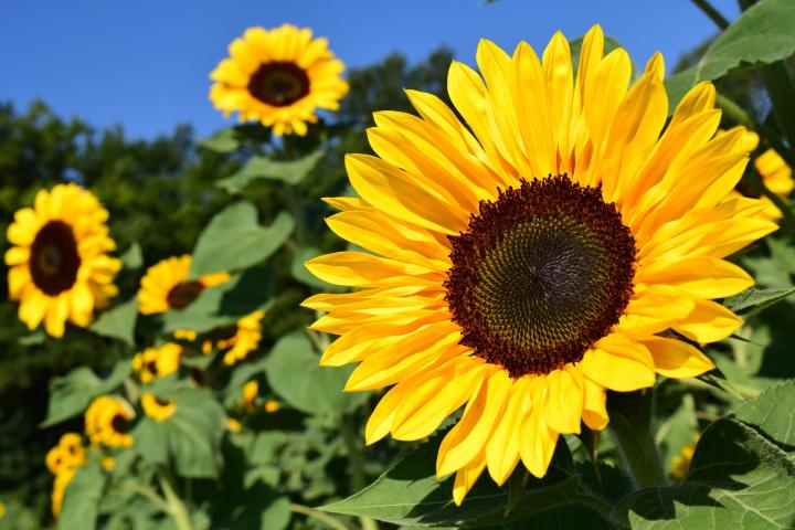 Sunflower Cultivation in India with Varieties & Planting Method