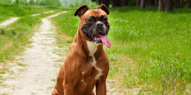 Why Boxers Are the Best Dogs